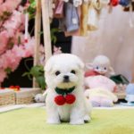 Buy male and female maltese puppies online