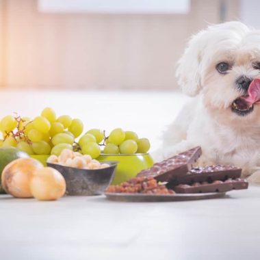Feeding Your Puppy: A First-Year Timeline.