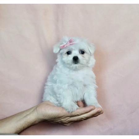 Buy Lisa-A Female Maltese Puppy