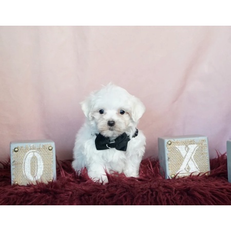 Buy Rocky-A Male Maltese Puppy