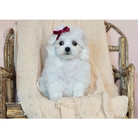 Buy Mady-A Female Maltese Puppy