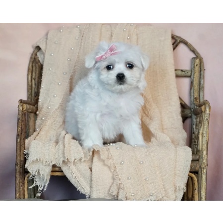 Buy Lisa-A Female Maltese Puppy