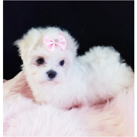 Buy Anika-A Female Maltese Puppy